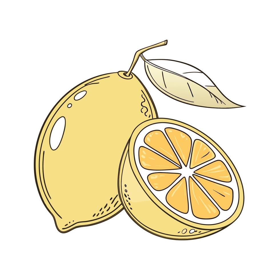 Vibrant Dwarf Meyer Lemon on White vector