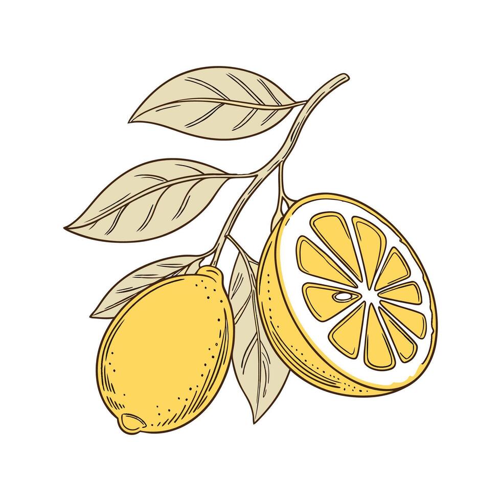 Elegant Dwarf Meyer Lemon Display vector