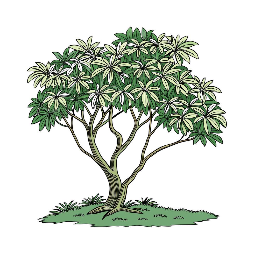 Dwarf Umbrella Tree Plant Display vector