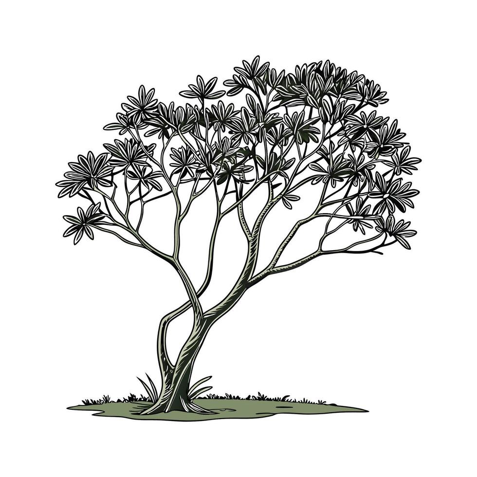 Elegant Dwarf Umbrella Tree Display vector