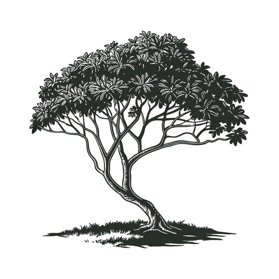 Dwarf Umbrella Tree Plant vector