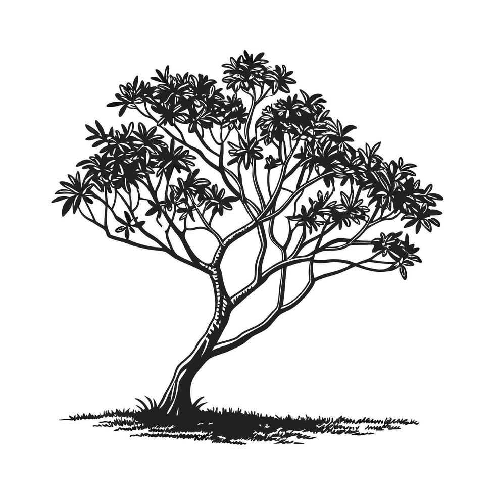 Beautiful Dwarf Umbrella Tree on White vector