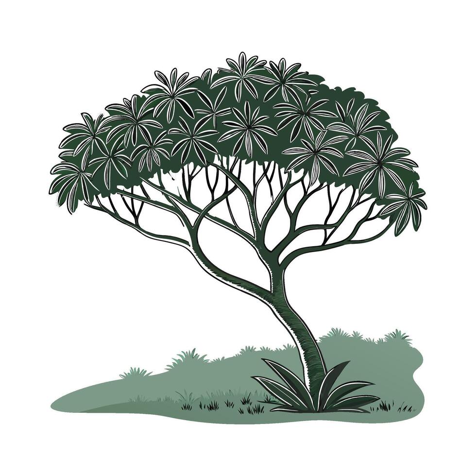 Elegant Schefflera Umbrella Tree Display vector