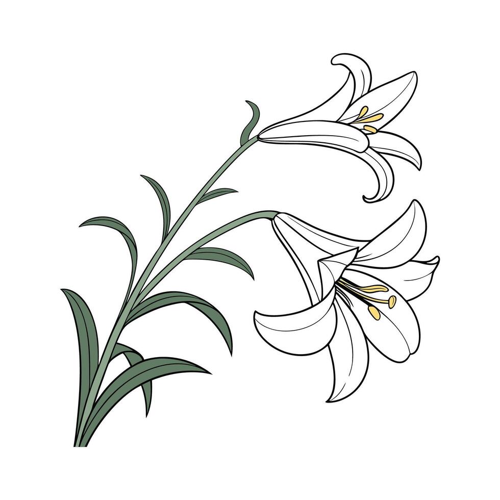 Easter Lily Lilium on Bright White vector