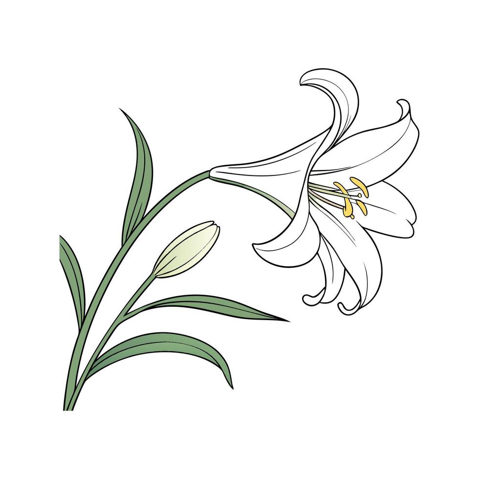 Elegant Easter Lily Lilium on White vector