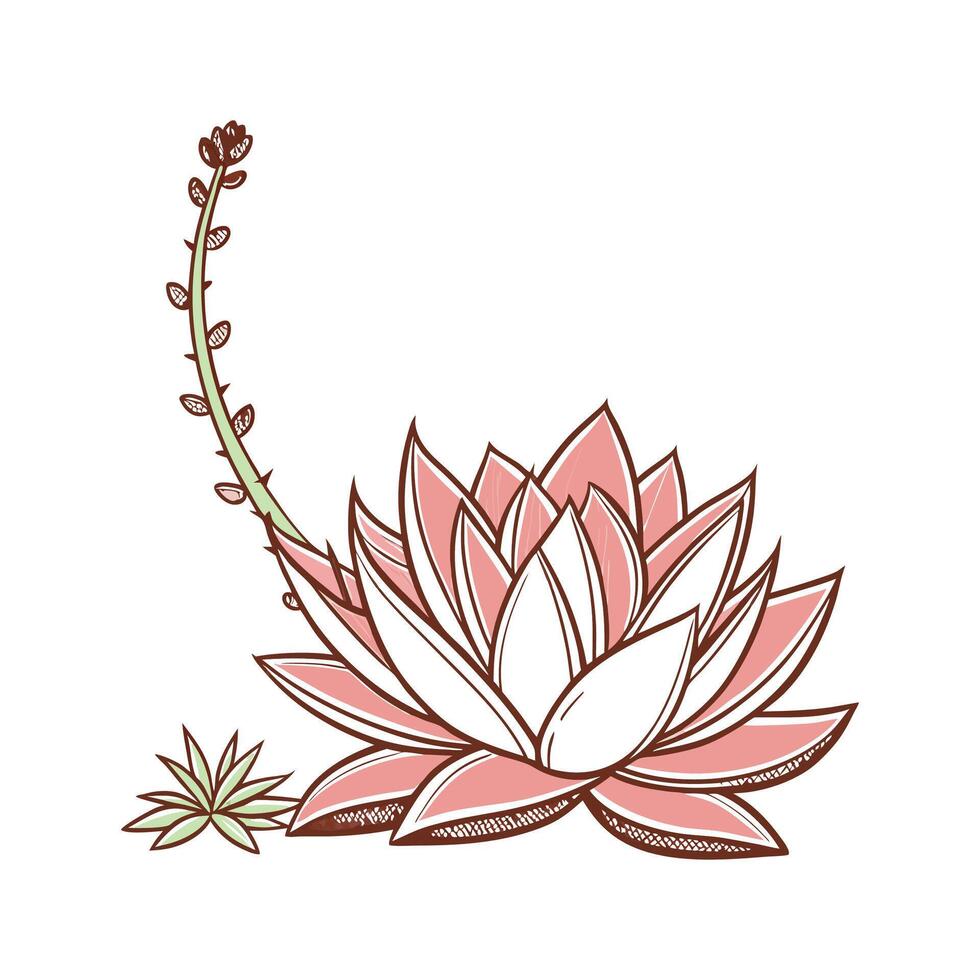 Elegant Echeveria Agavoides on White vector