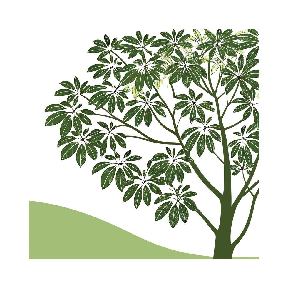 Vibrant Schefflera Dwarf Umbrella Tree vector