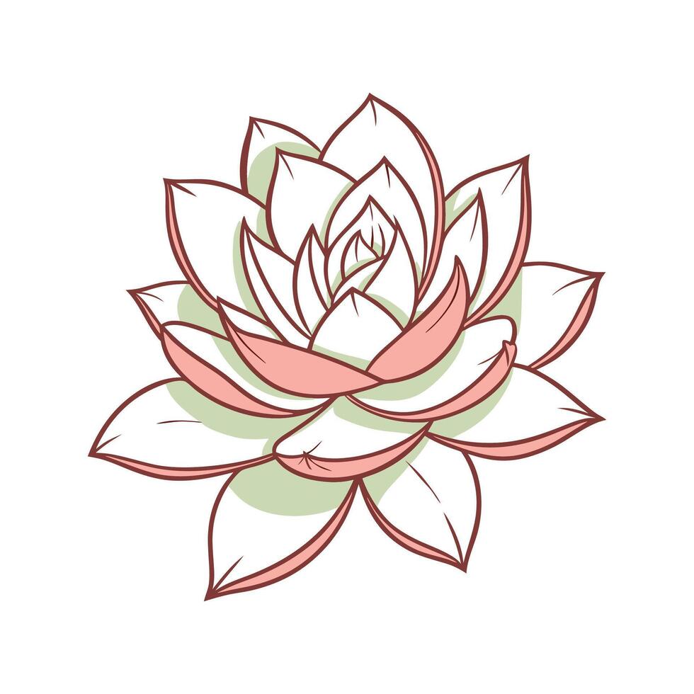 Colorful Echeveria Agavoides on White vector