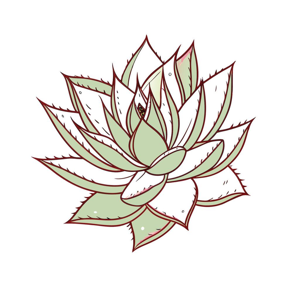 Charming Echeveria Agavoides on White vector