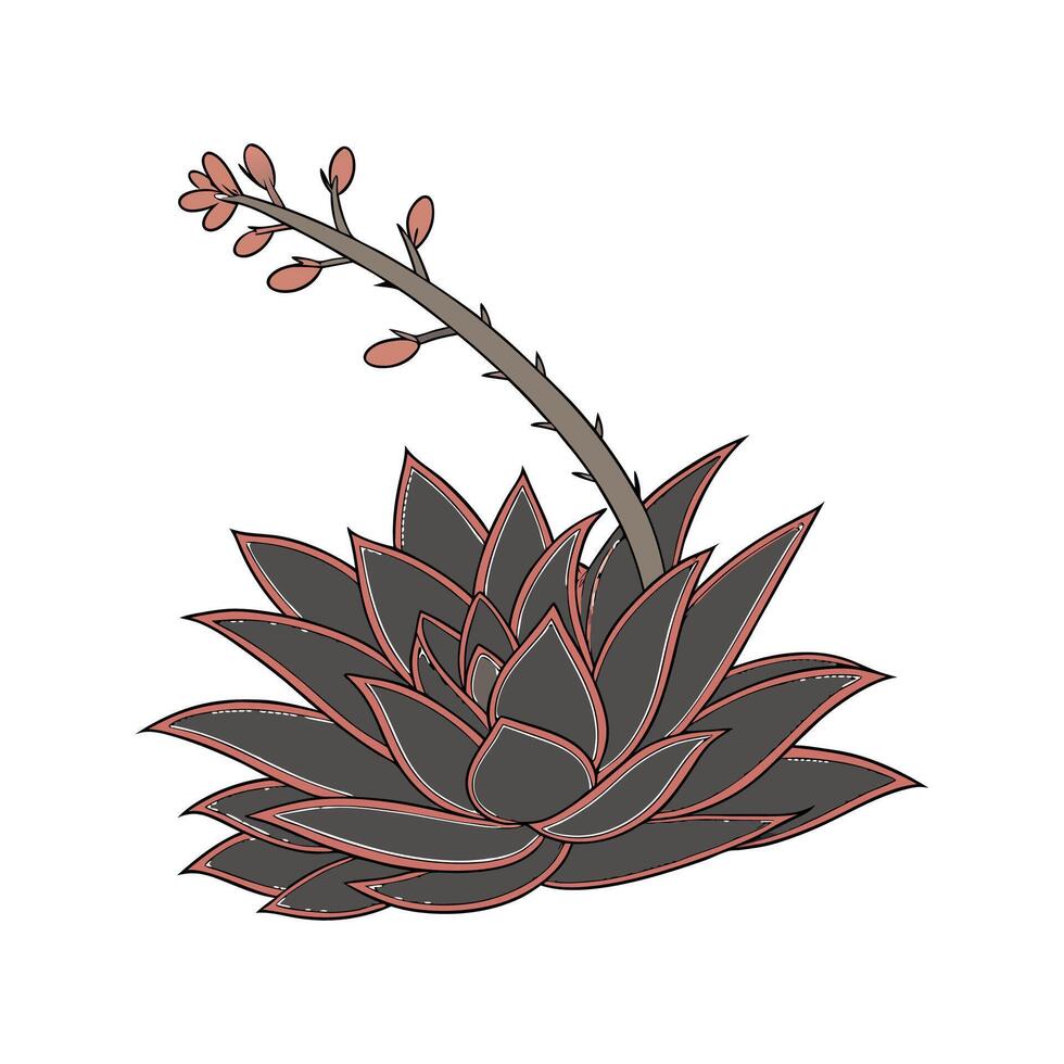 Elegant Echeveria Black Knight Display vector