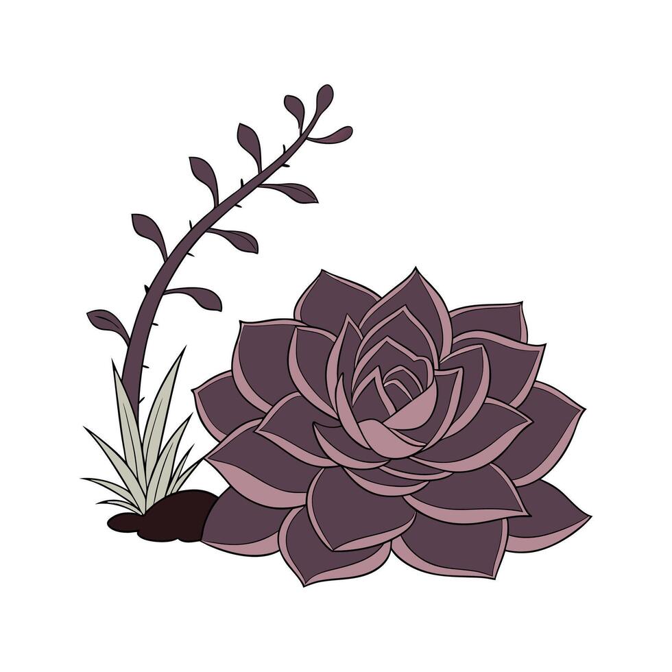 Beautiful Echeveria Black Knight on White vector
