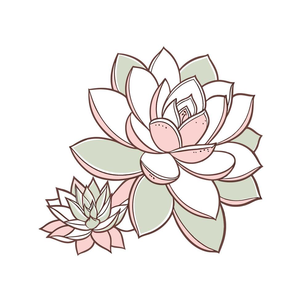 Elegant Echeveria Elegans Display vector