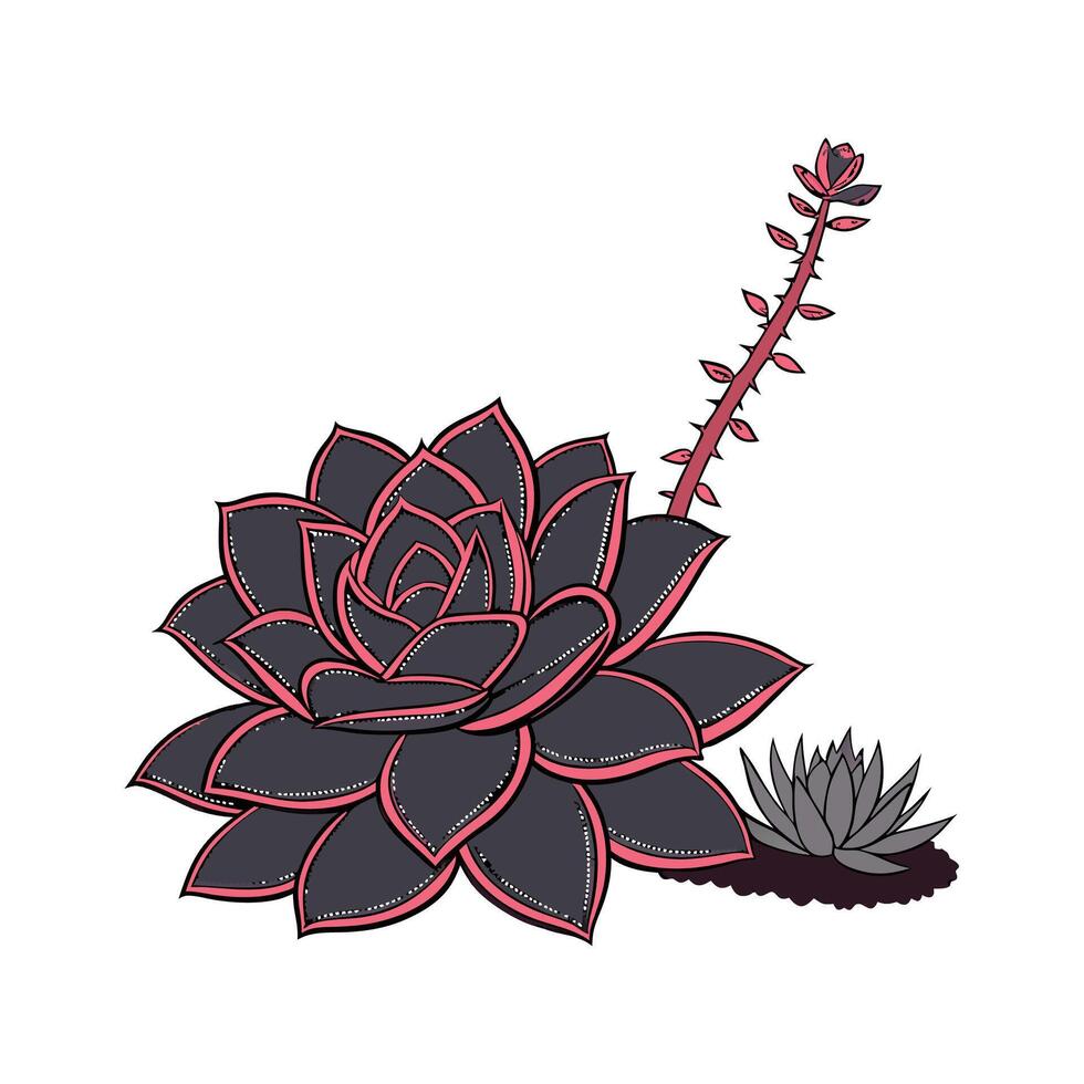 Vibrant Echeveria Black Knight on White vector
