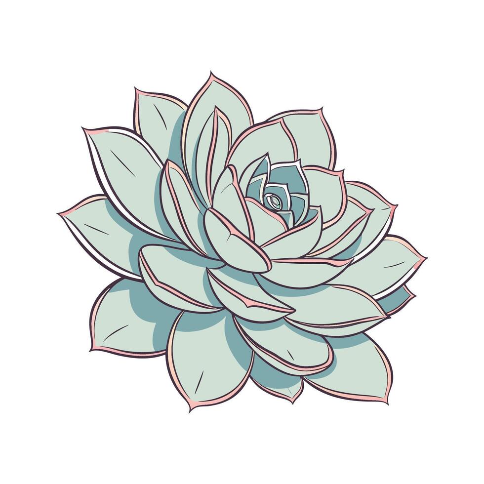 Vibrant Echeveria Elegans on White vector