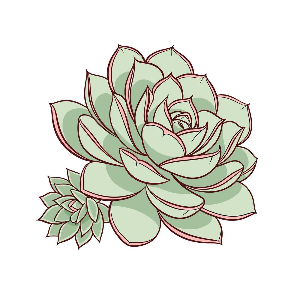 Beautiful Echeveria Elegans on White vector