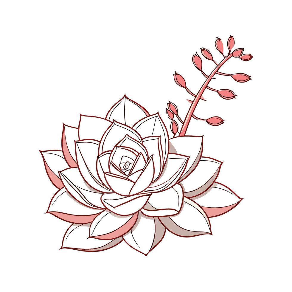 Vibrant Echeveria Lola Display vector