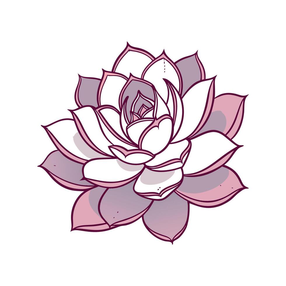 Elegant Echeveria Lola on White vector