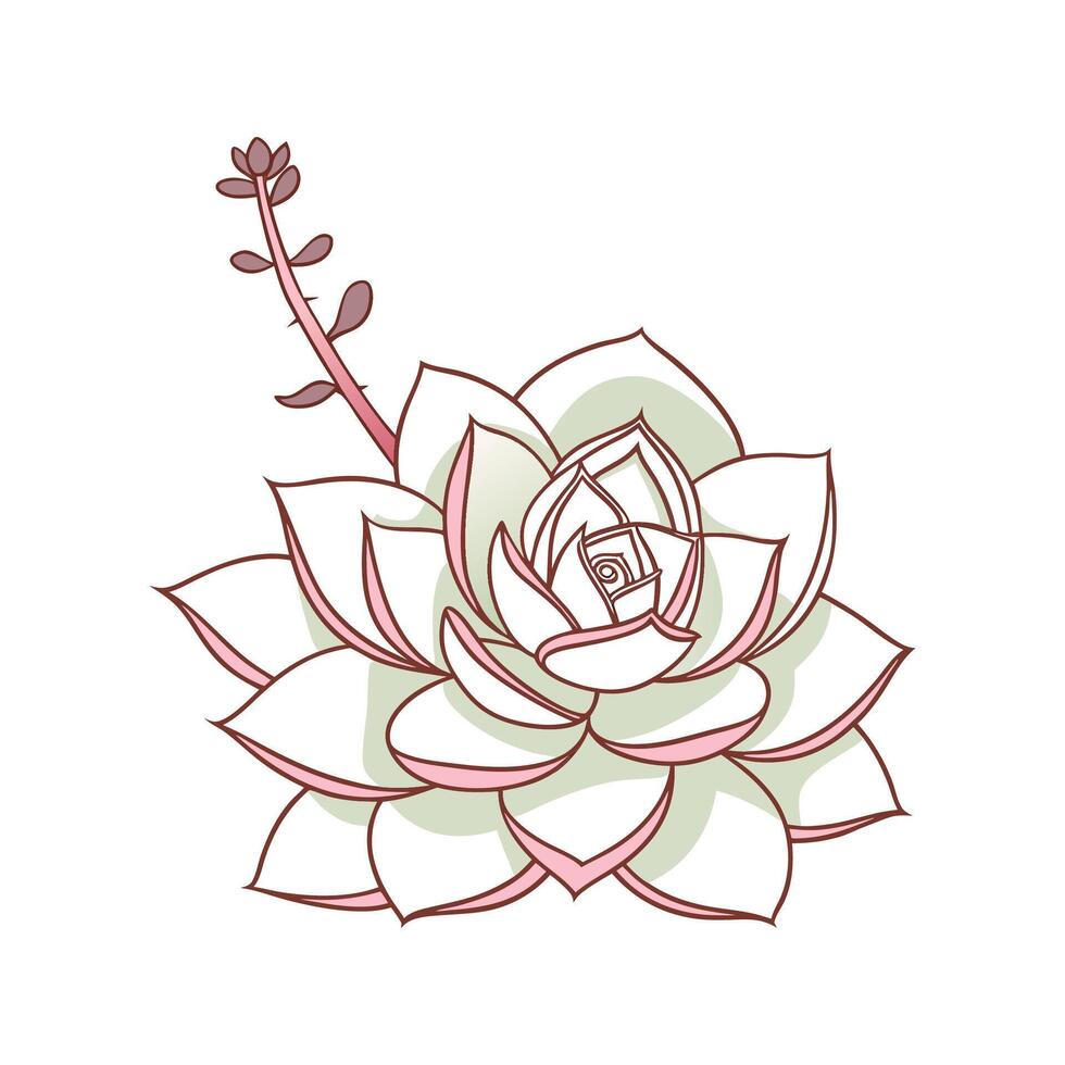 Beautiful Echeveria Lola on Clean White vector