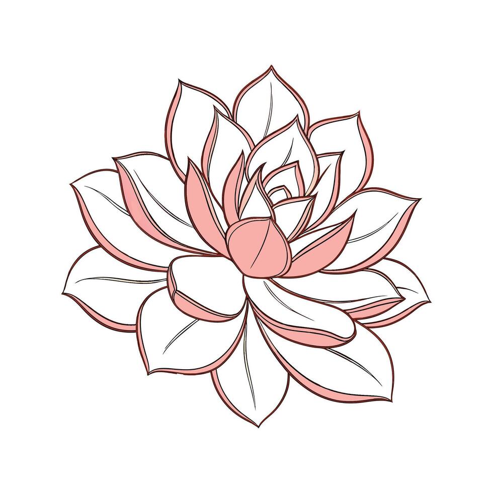 Vibrant Echeveria on Clean White vector