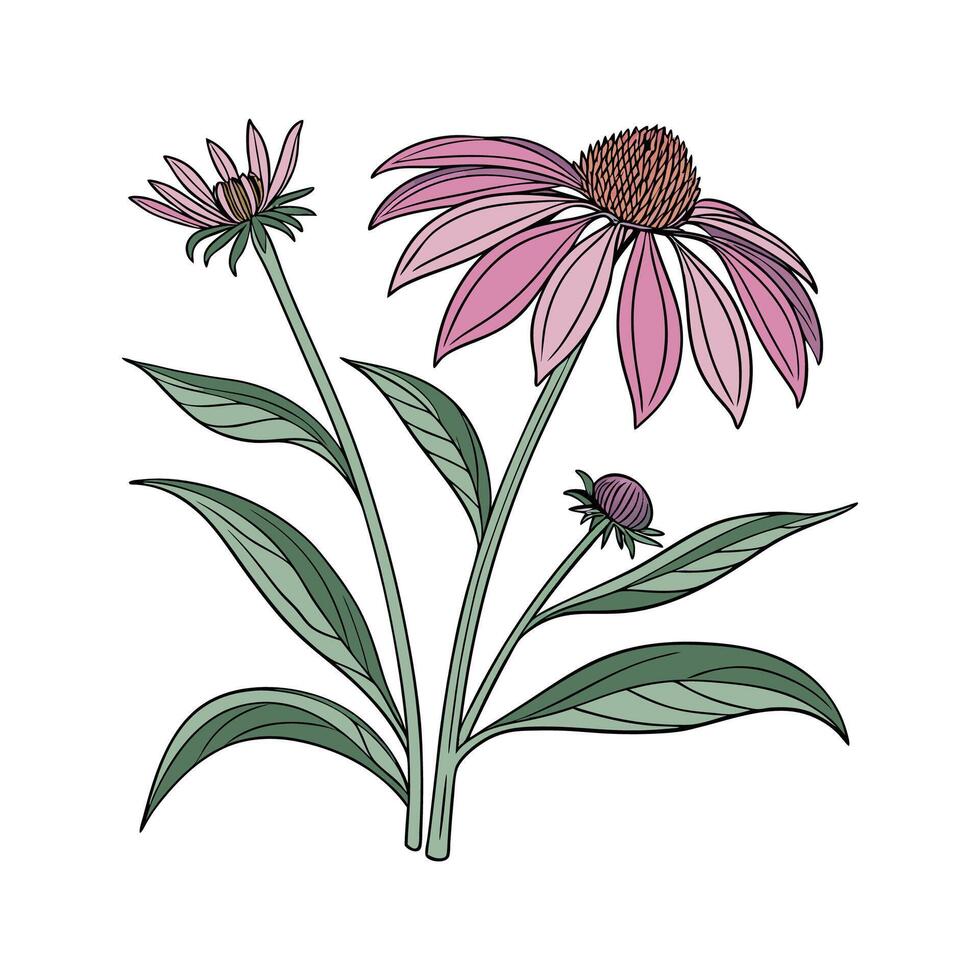 Beautiful Echinacea on Clean White vector