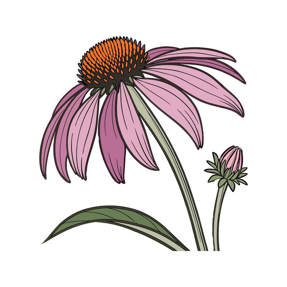 Vibrant Echinacea Display on White vector