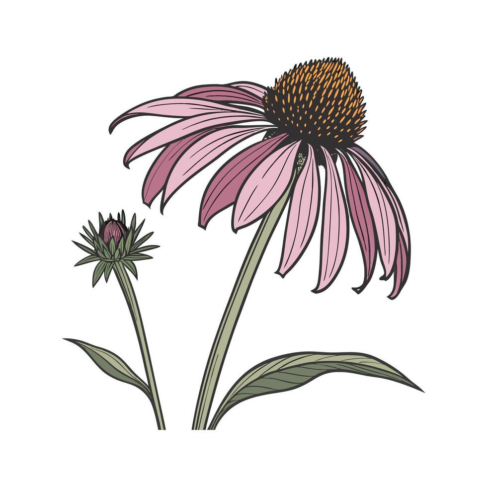 Elegant Echinacea Flowers on White vector