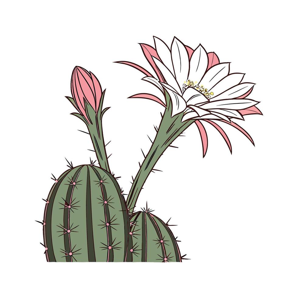Stunning Echinopsis Cactus on White vector