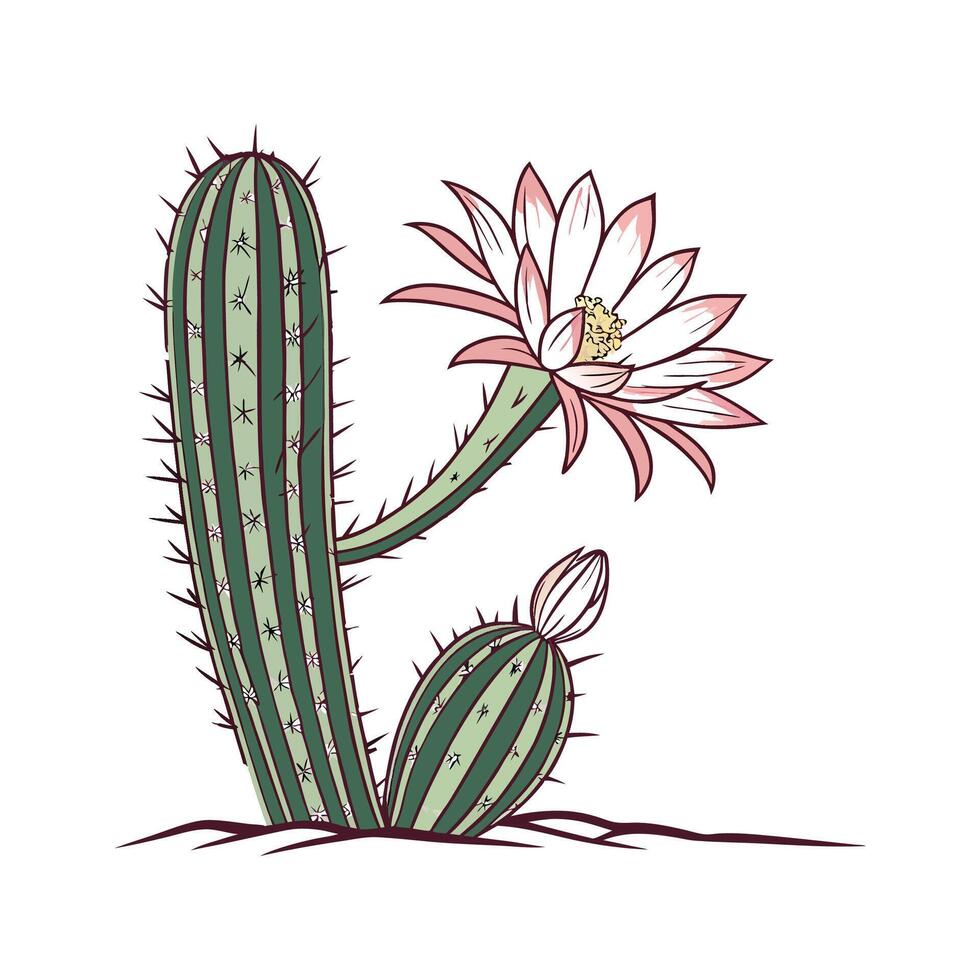 Beautiful Echinopsis Cactus on White vector