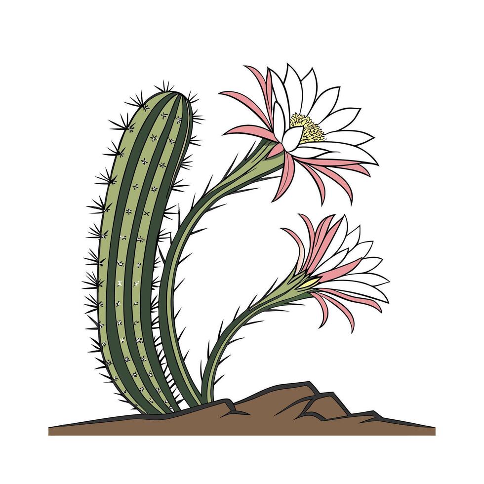 Vibrant Echinopsis Cactus on White vector