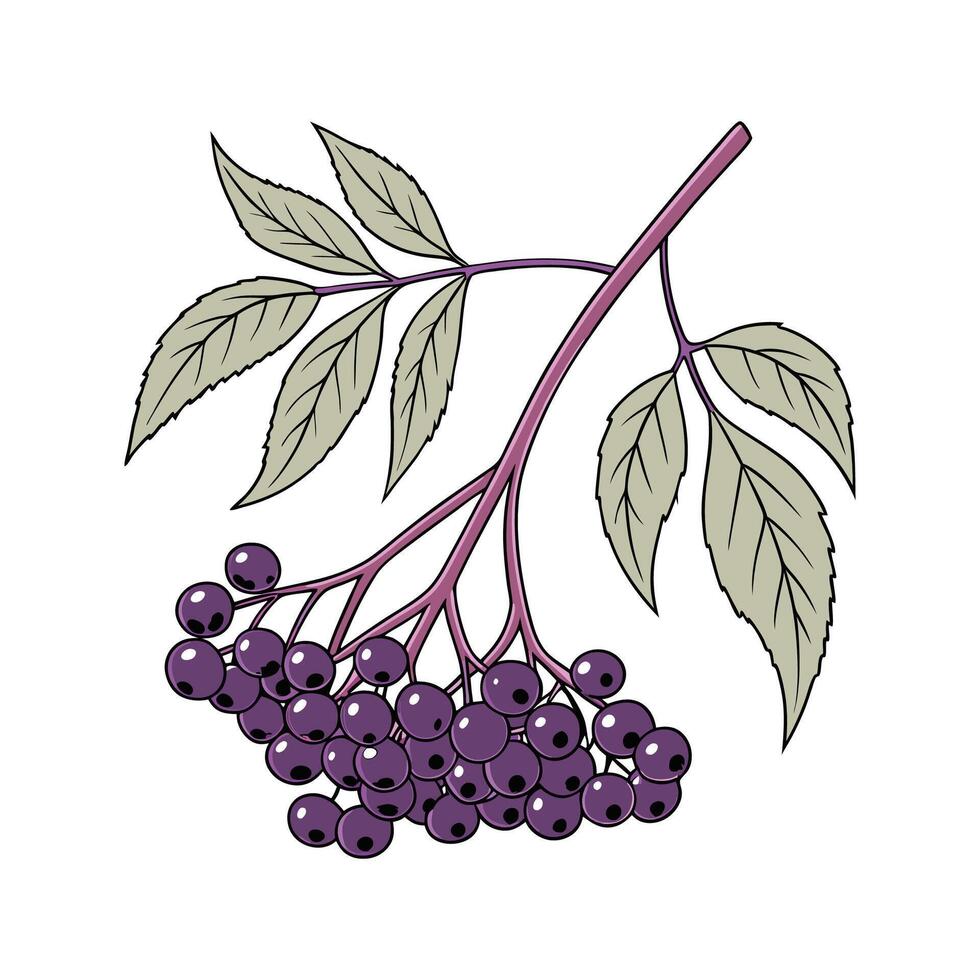 Beautiful Elderberry on Bright White vector
