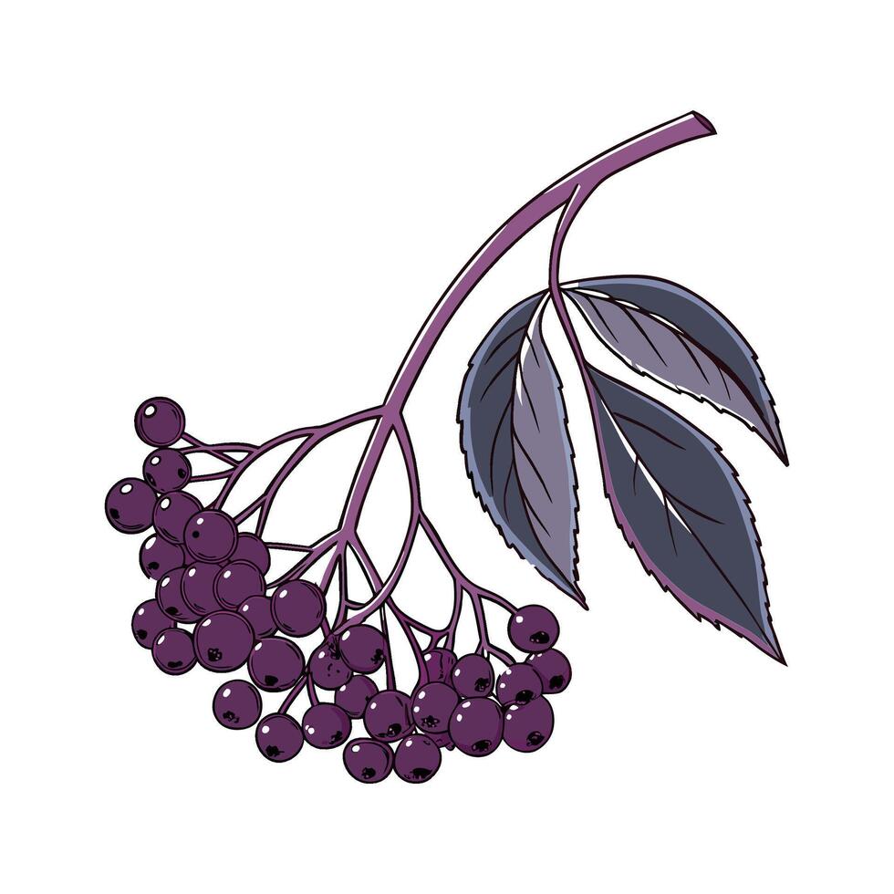 Vibrant Elderberry on Clean White vector