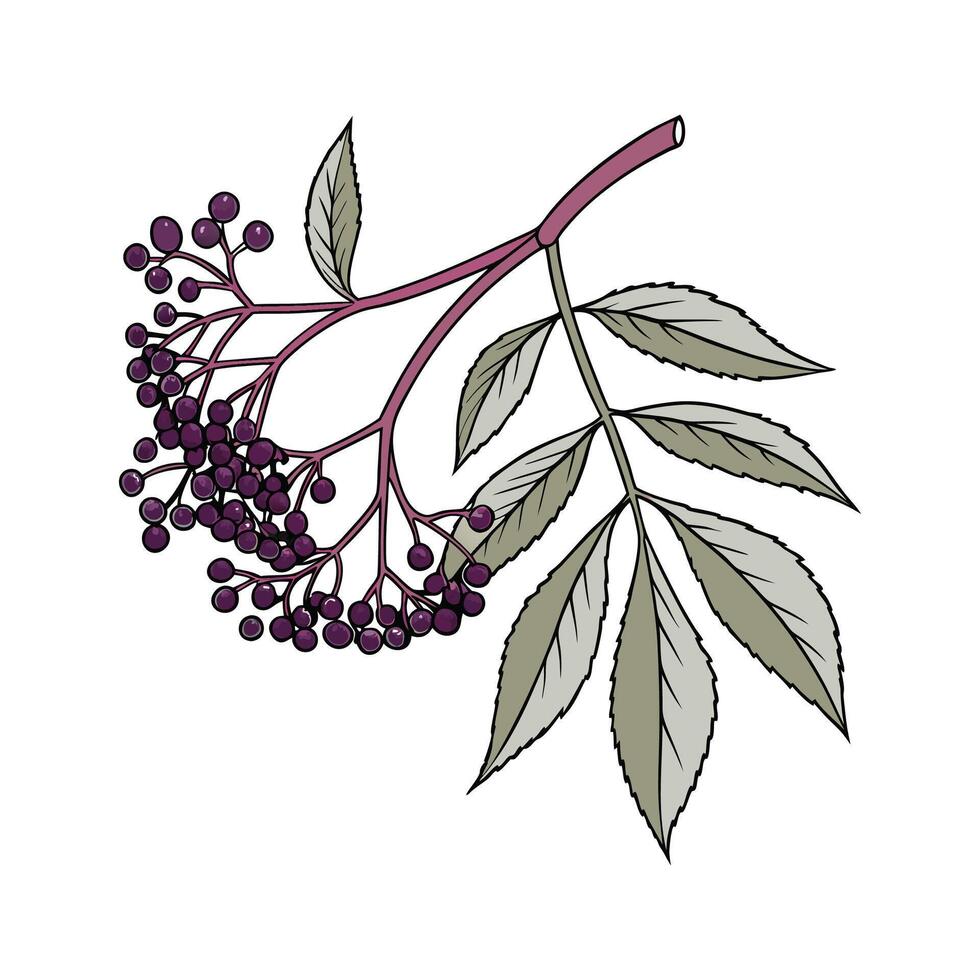 Elegant Elderberry Display on White vector