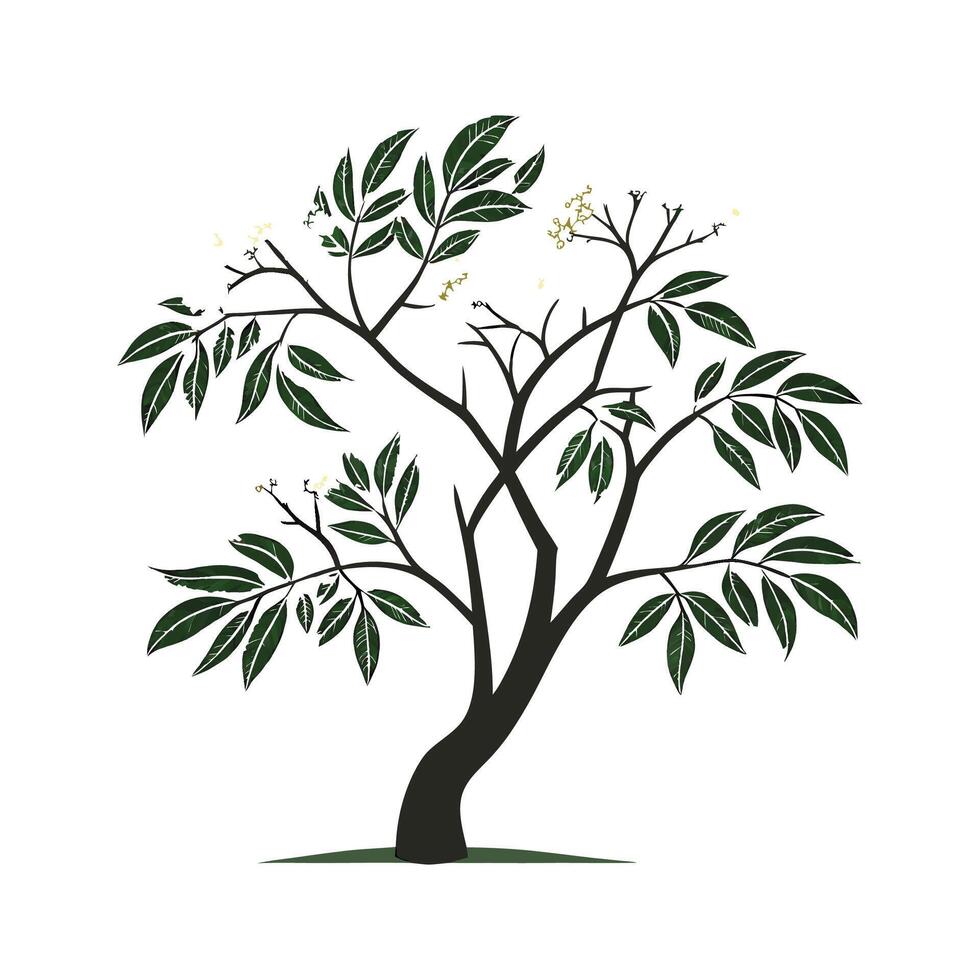 Elegant Elderberry Tree Sambucus vector