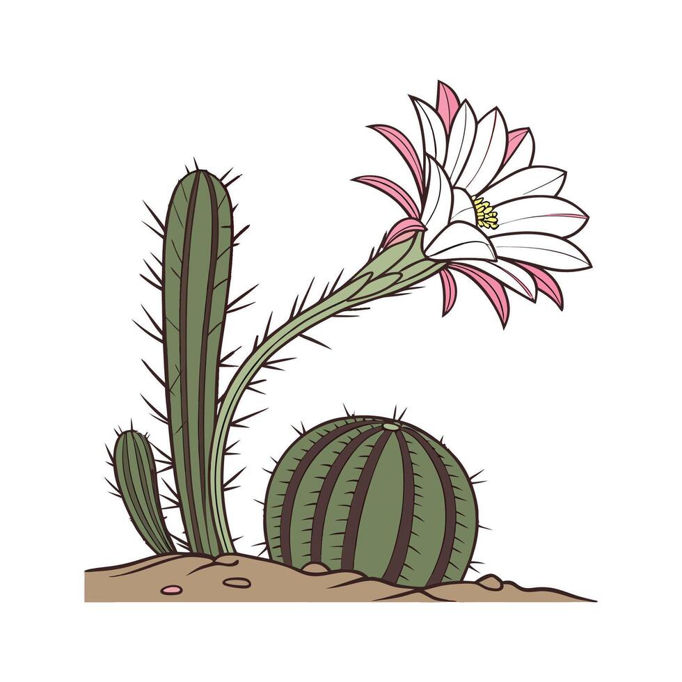 Lively Echinopsis Cactus on Bright White vector