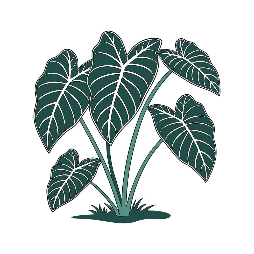 Elegant Elephant Ear Plant Display vector