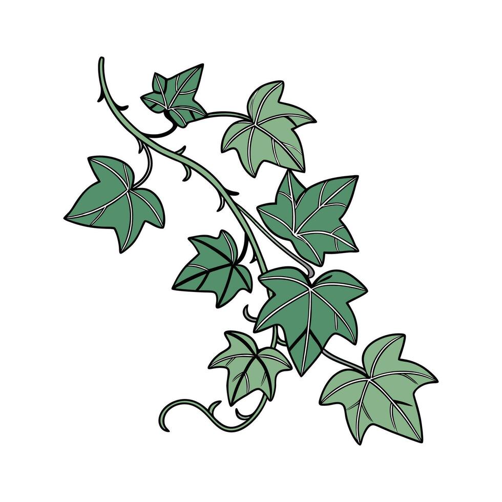 Beautiful English Ivy Display on White vector