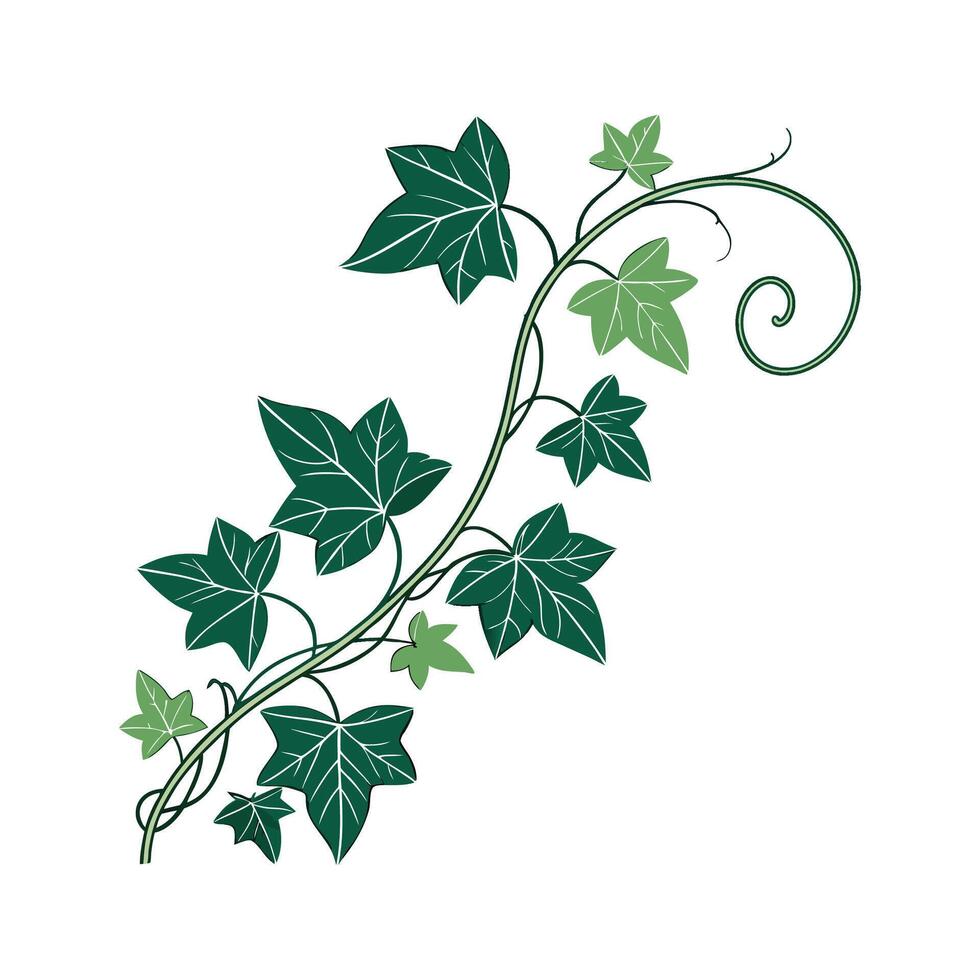 Elegant English Ivy Plant on White vector