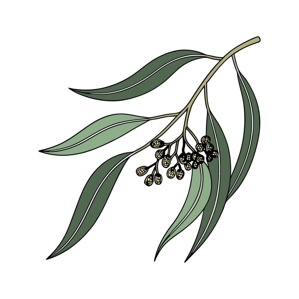 Eucalyptus Plant on Clean White vector