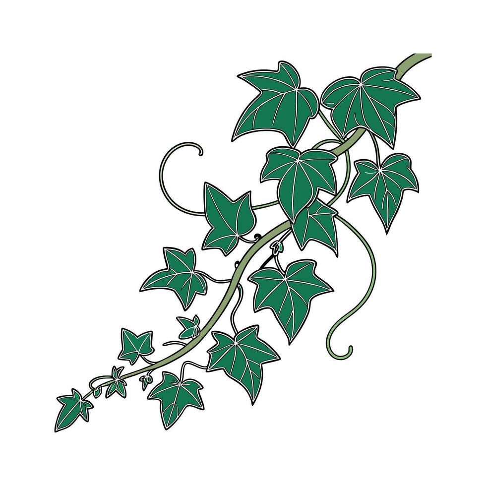 Vibrant English Ivy Display on White vector