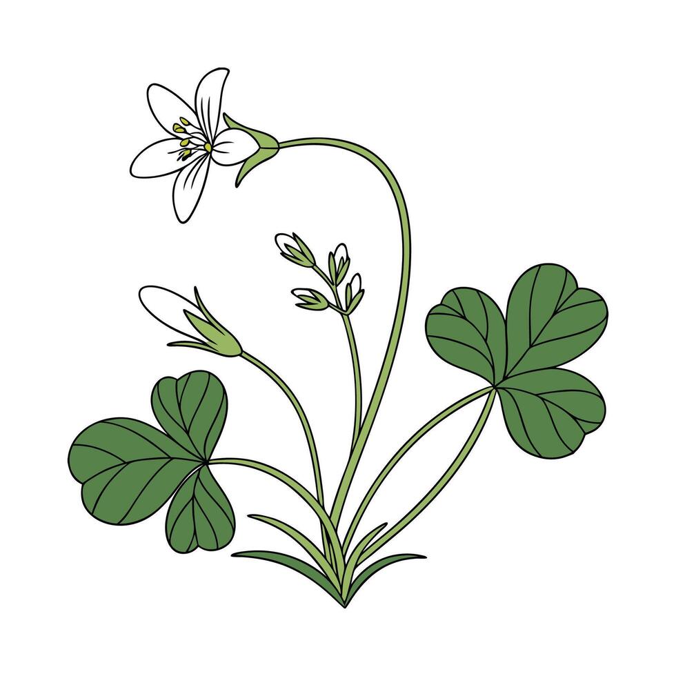 Elegant False Shamrock Display vector