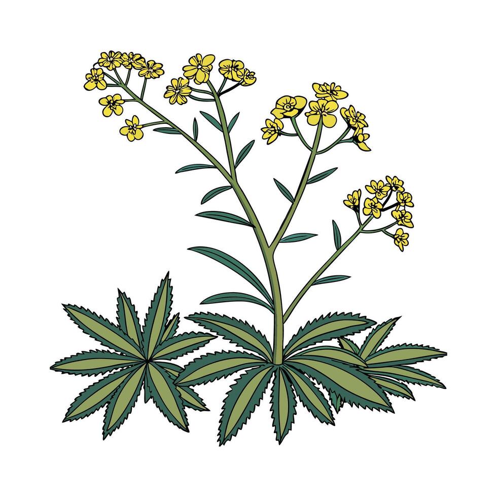 Beautiful Euphorbia Plant on White vector