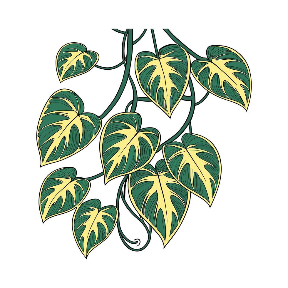 Vibrant Epipremnum Aureum Display vector