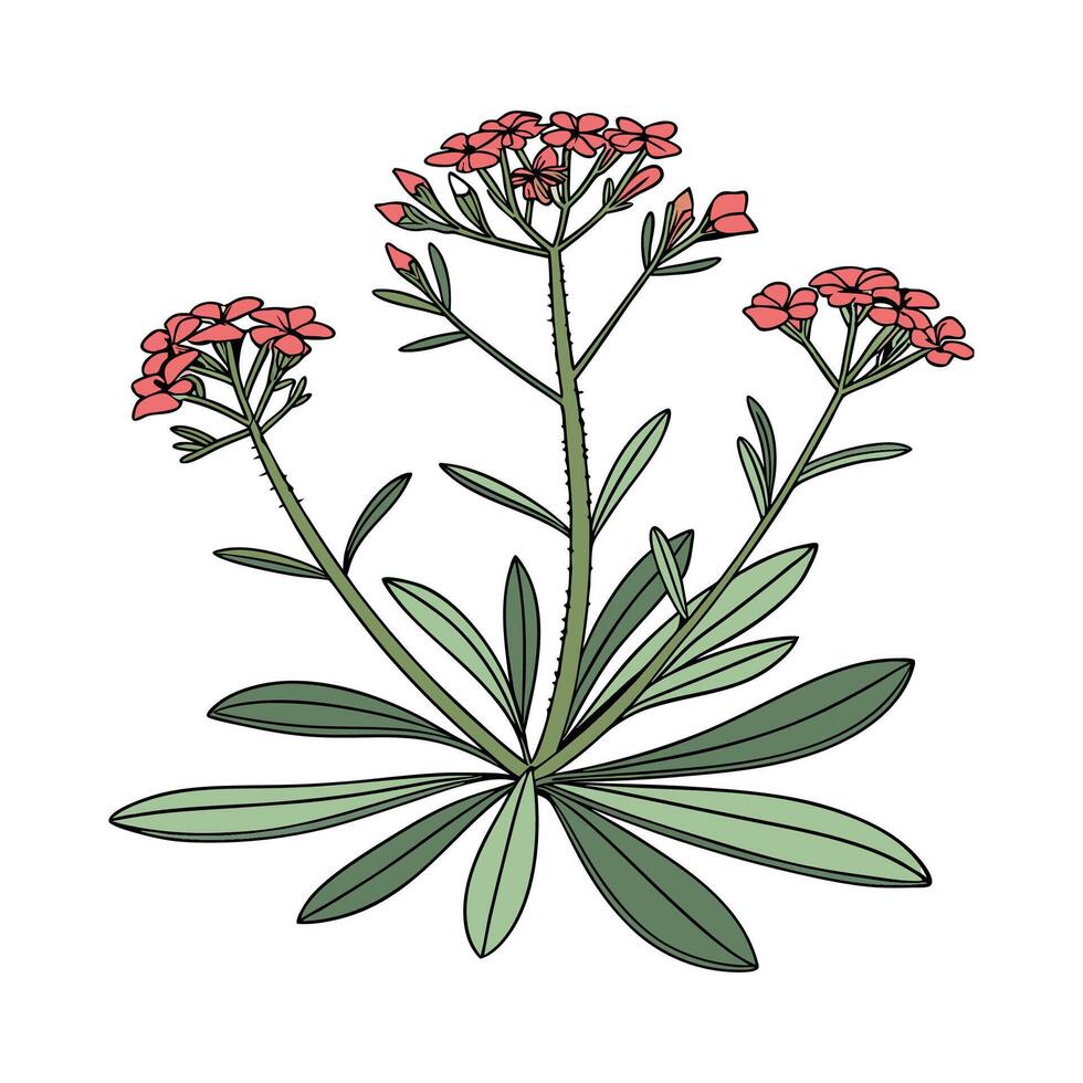 Elegant Euphorbia Display on White vector