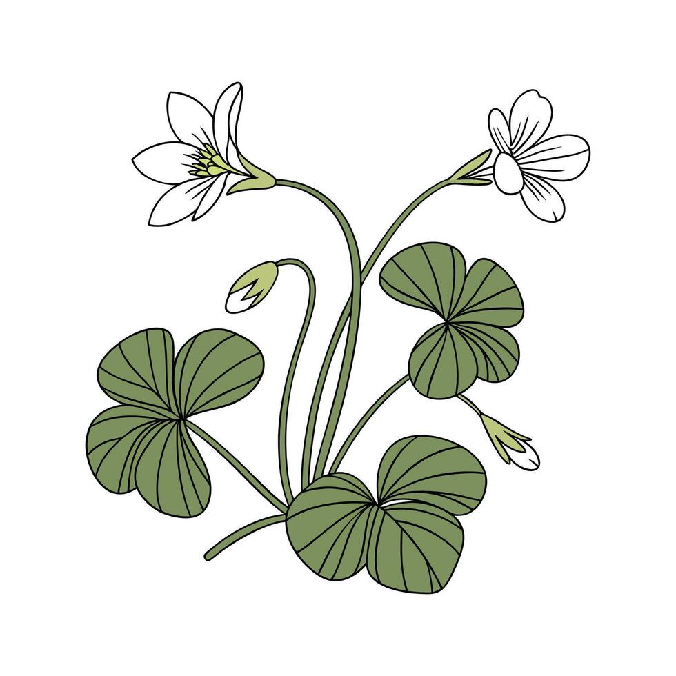 Beautiful False Shamrock Plant on White vector