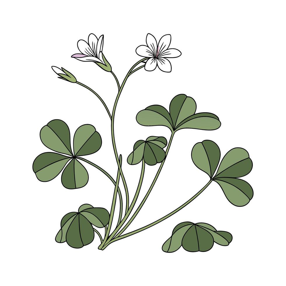 Vibrant False Shamrock on White vector