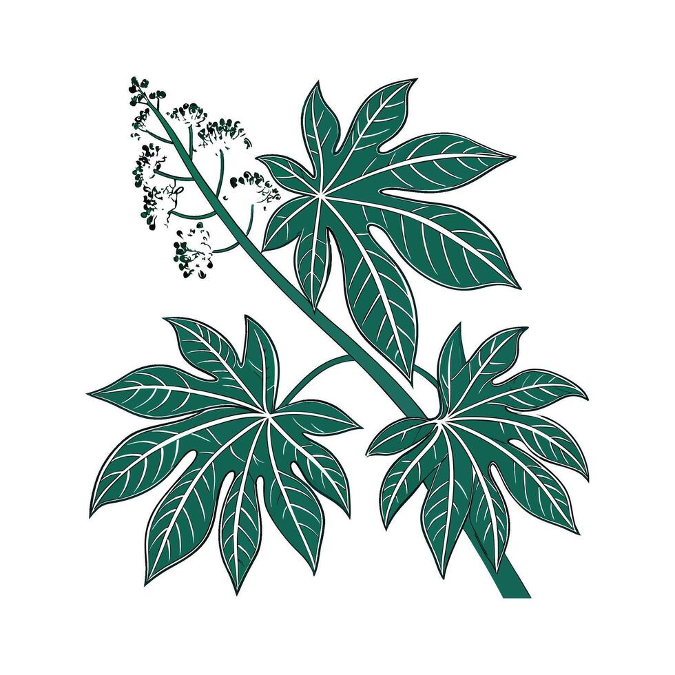 Beautiful Fatsia on Bright White vector