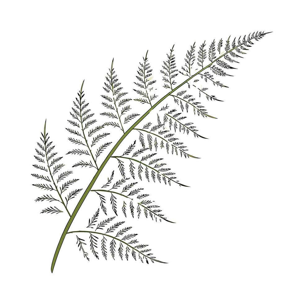 Feather Plant Asparagus Setaceus Display vector