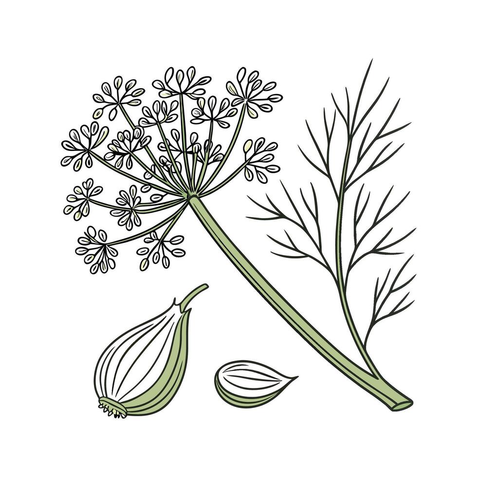 Colorful Fennel on Bright White vector