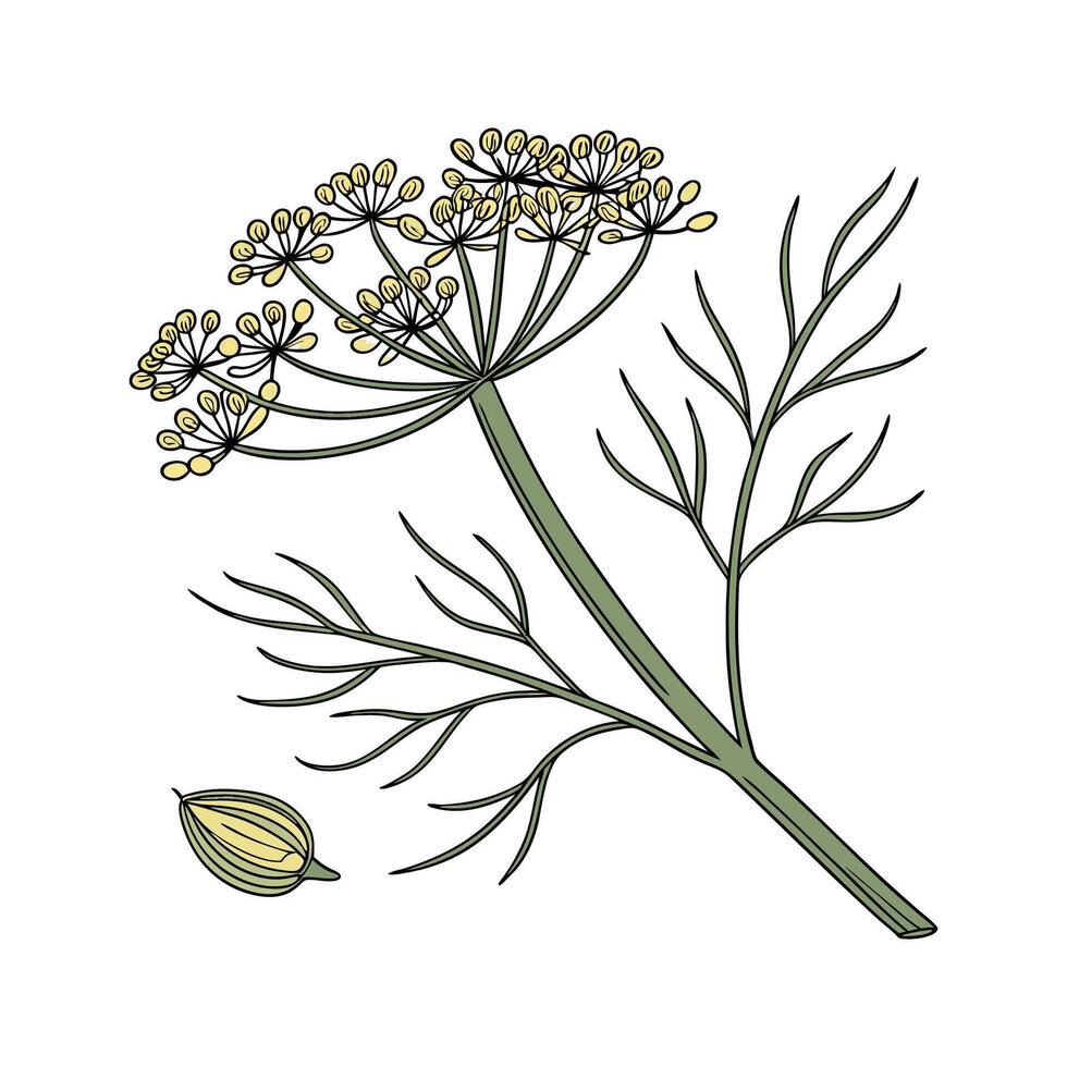 Beautiful Fennel Plant on White vector