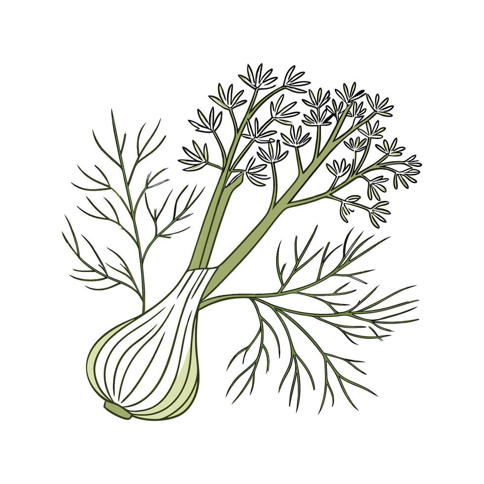 Charming Fennel Display on White vector